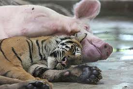 pig&tiger