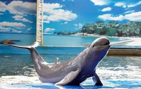 pty dolphin